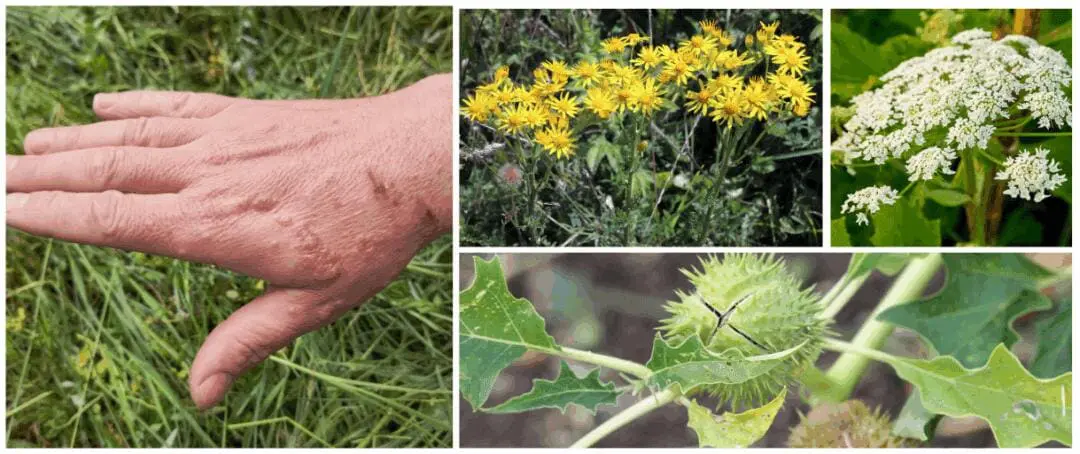 10 Plants You Should Never Touch
