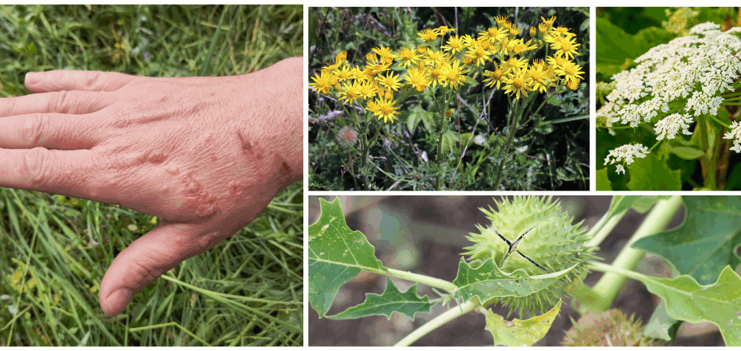 10 Plants You Should Never Touch