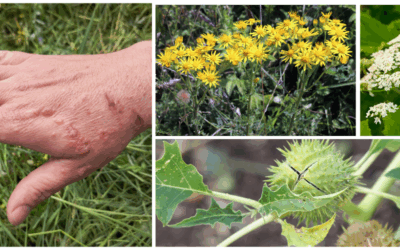 10 Plants You Should Never Touch