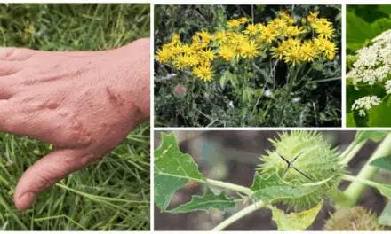 10 Plants You Should Never Touch