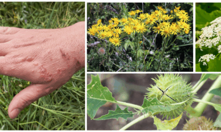 10 Plants You Should Never Touch