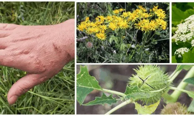 10 Plants You Should Never Touch