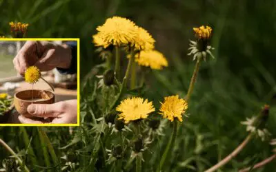 How To Make Natural Glue from Backyard Plants