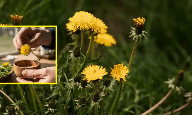 How To Make Natural Glue from Backyard Plants
