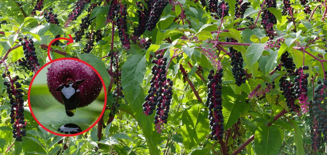 The Most Dangerous Berry in the US (You Might Have It In Your Backyard)