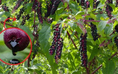 The Most Dangerous Berry in the US (You Might Have It In Your Backyard)