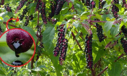 The Most Dangerous Berry in the US (You Might Have It In Your Backyard)