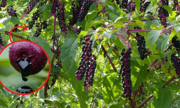 The Most Dangerous Berry in the US (You Might Have It In Your Backyard)
