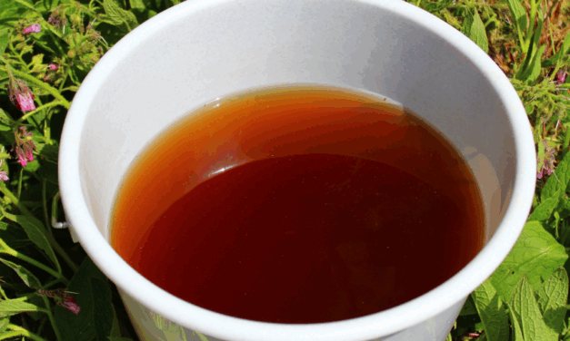 The One Plant That Can Fix Your Entire Garden – And You’re Probably Ignoring It