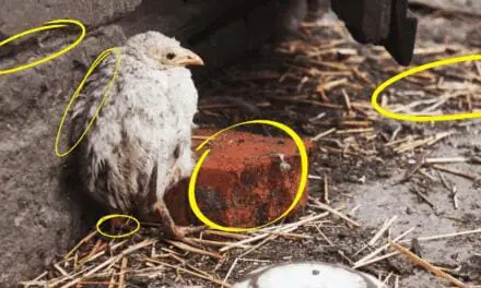 This Is Making Your Chickens Sick