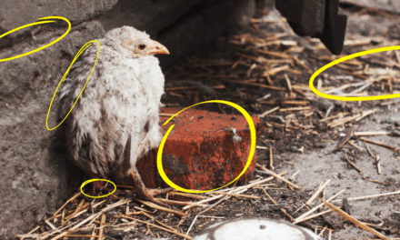 This Is Making Your Chickens Sick
