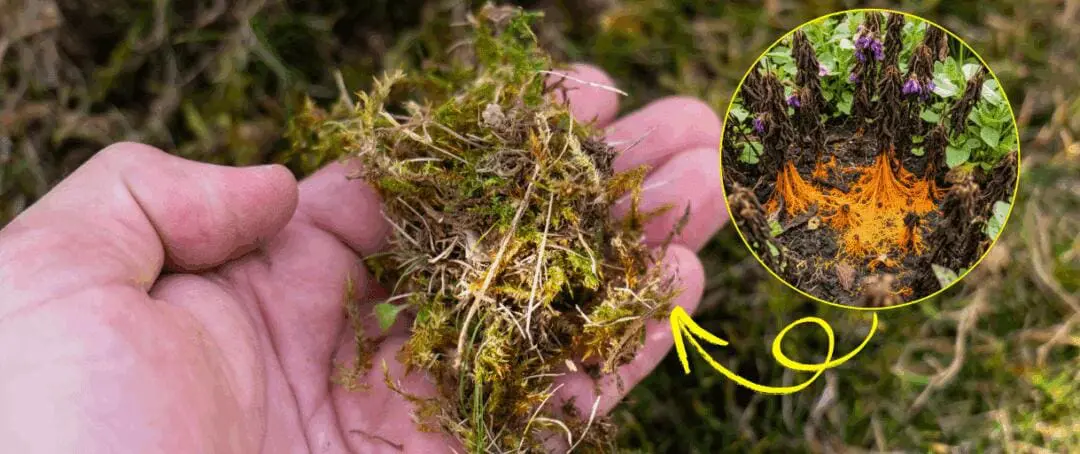 What’s Killing Your Plants Behind Your Back