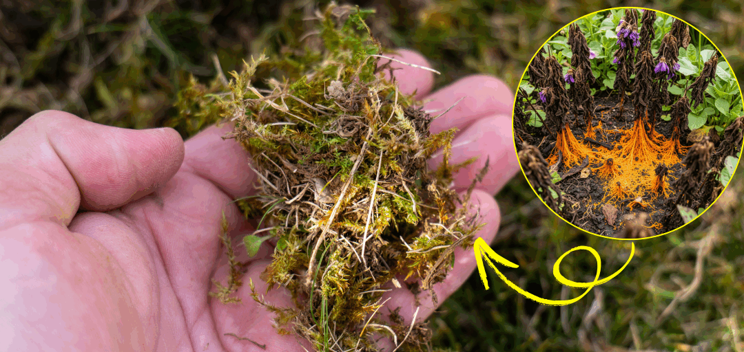 What’s Killing Your Plants Behind Your Back