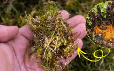 What’s Killing Your Plants Behind Your Back