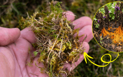 What’s Killing Your Plants Behind Your Back