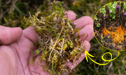 What’s Killing Your Plants Behind Your Back