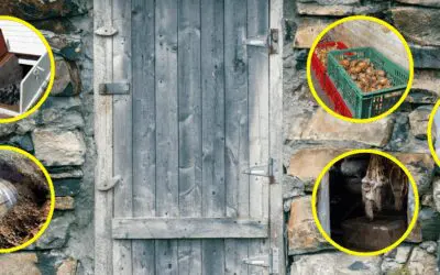 Better Than a Root Cellar