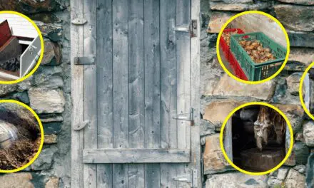 Better Than a Root Cellar