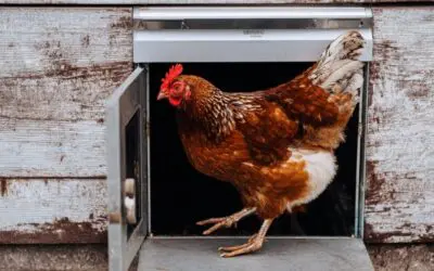 Best Automatic Chicken Coop Door Opener: Stress-Free Flock Keeping