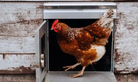 Best Automatic Chicken Coop Door Opener: Stress-Free Flock Keeping