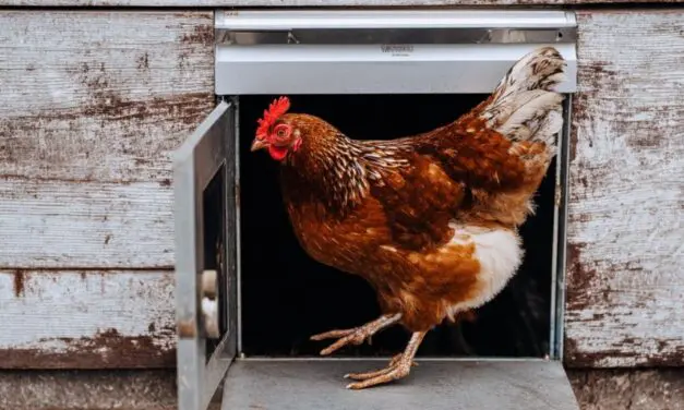 Best Automatic Chicken Coop Door Opener: Stress-Free Flock Keeping