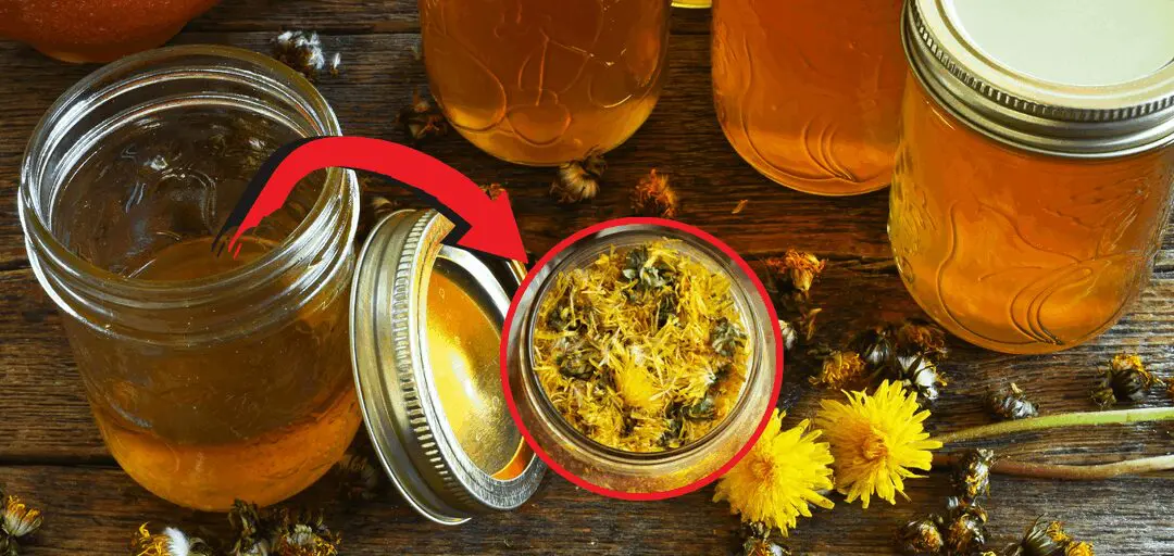 How To Make Survival Dandelion Jelly with 2 Years Shelf Life