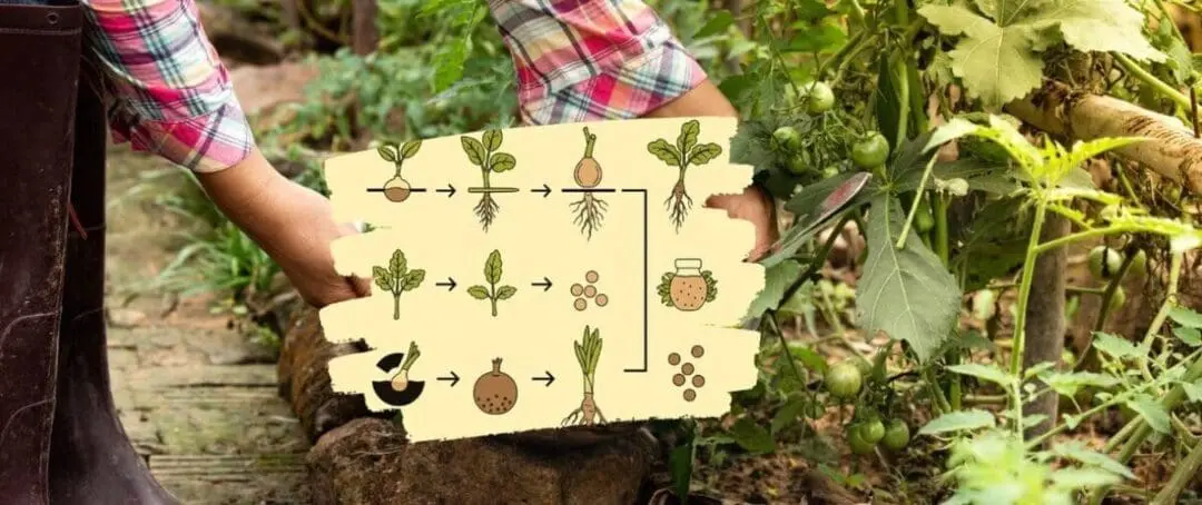 Why Do You Always Forget To Harvest This?