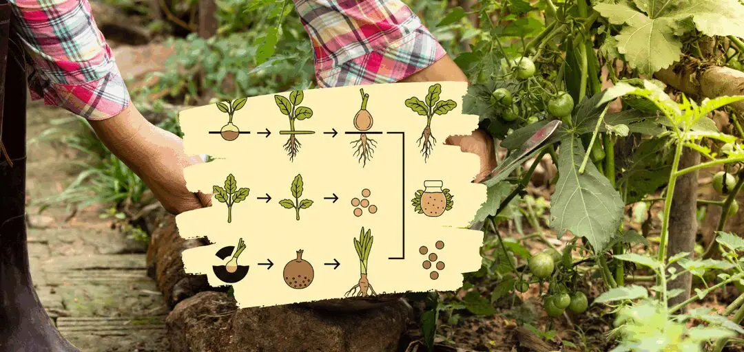 Why Do You Always Forget To Harvest This?