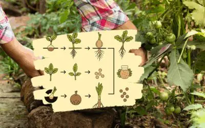 Why Do You Always Forget To Harvest This?