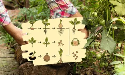 Why Do You Always Forget To Harvest This?