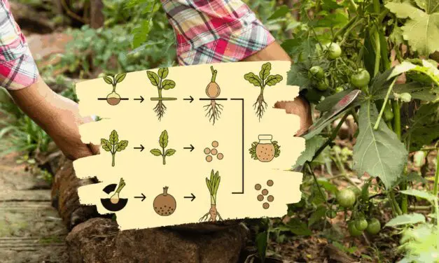 Why Do You Always Forget To Harvest This?