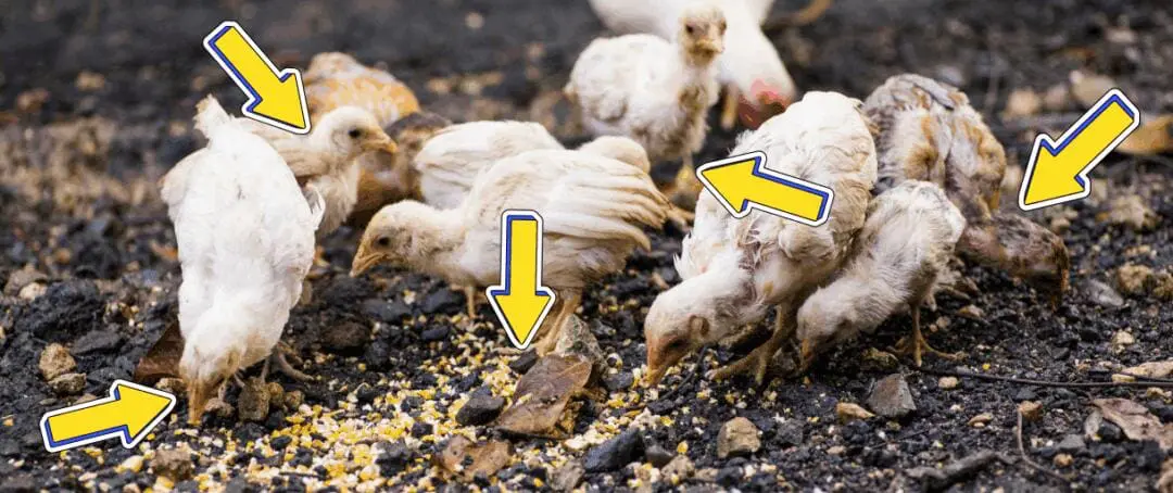 Your Chicken Coop Could Be a Death Trap