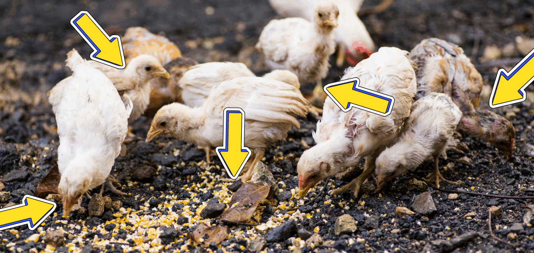 Your Chicken Coop Could Be a Death Trap
