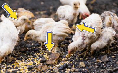 Your Chicken Coop Could Be a Death Trap
