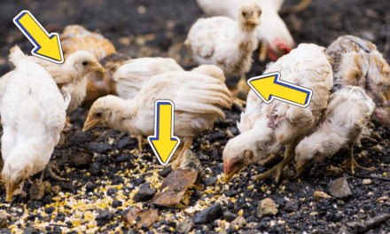 Your Chicken Coop Could Be a Death Trap