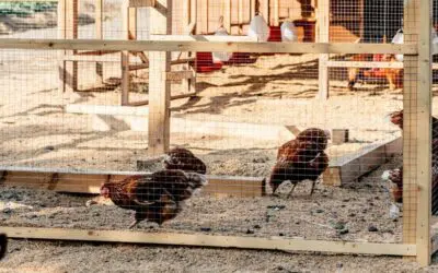 The Best Homemade Chicken Coop Deodorizer