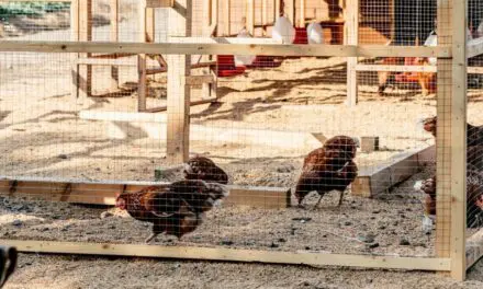 The Best Homemade Chicken Coop Deodorizer