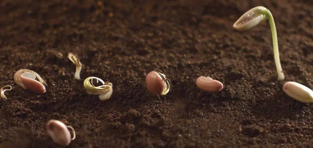 How to Germinate Seeds