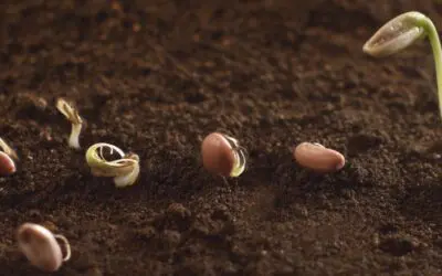 How to Germinate Seeds