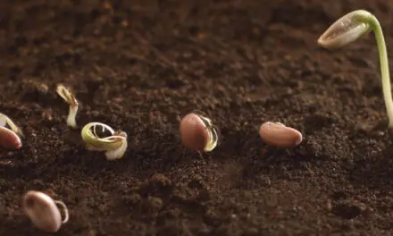 How to Germinate Seeds