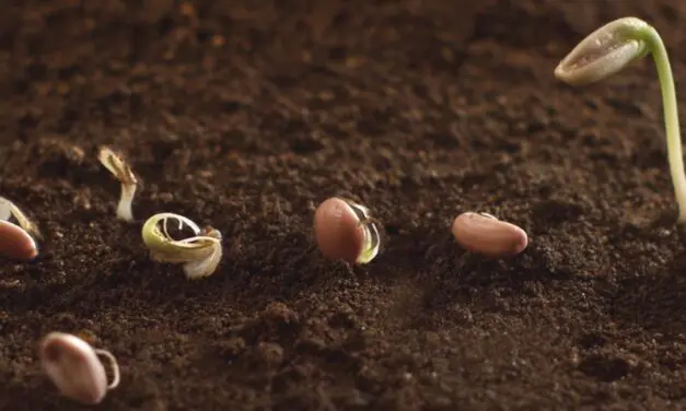 How to Germinate Seeds