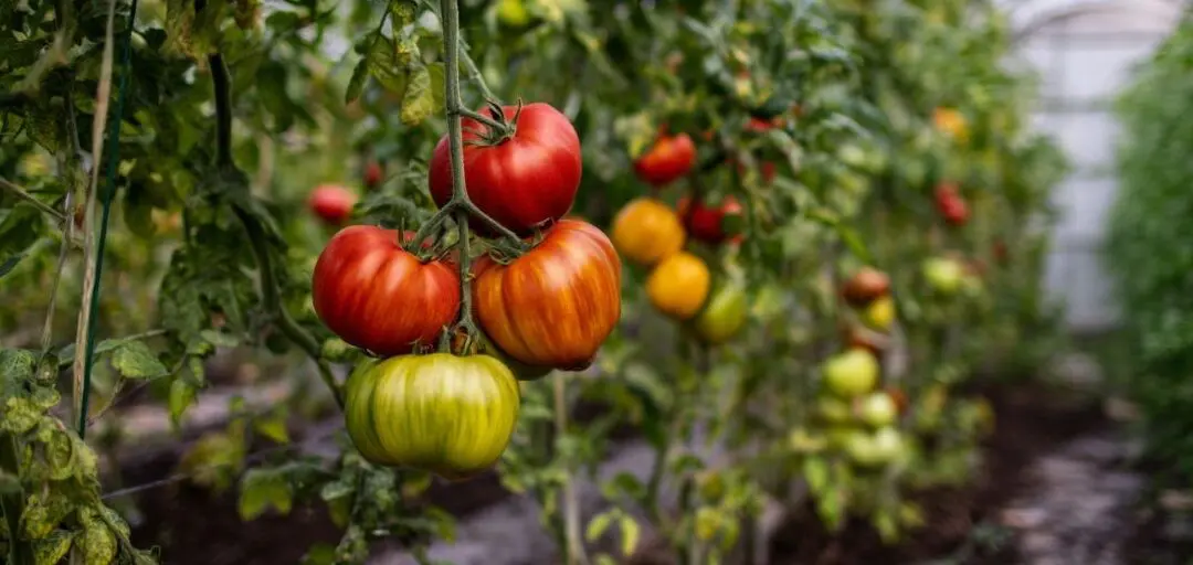 How to Ripen Greenhouse Tomatoes (Without Guesswork)