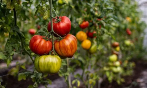 How to Ripen Greenhouse Tomatoes (Without Guesswork)