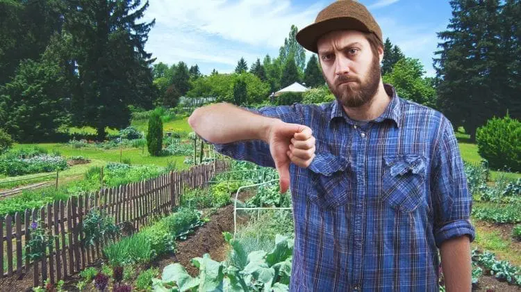 no-till gardening disadvantages