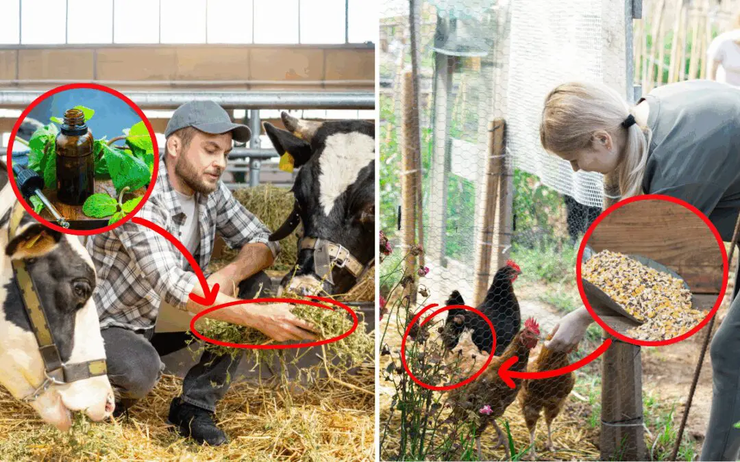 10 Natural Remedies for Common Livestock Ailments