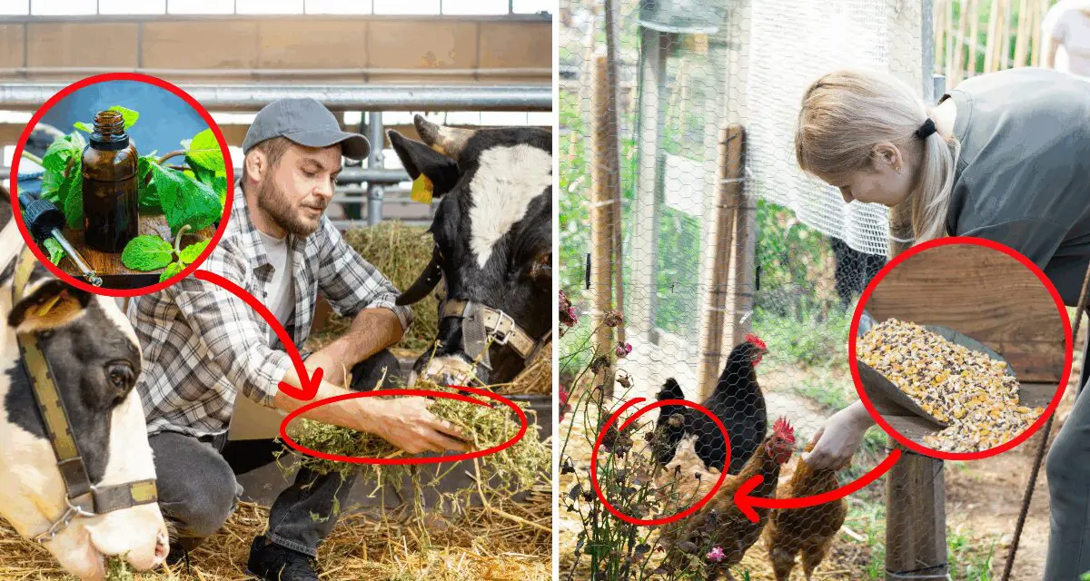 10 Natural Remedies for Common Livestock Ailments