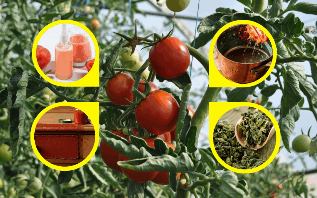 19 Ingenious Ways You Can Repurpose Tomatoes