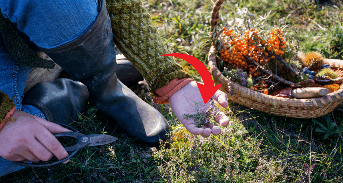 Foraging In Autumn: Edible And Medicinal Plants You Need To Forage Before They’re Gone