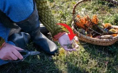 Foraging In Autumn: Edible And Medicinal Plants You Need To Forage Before They’re Gone