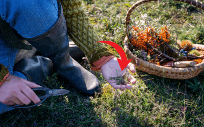 Foraging In Autumn: Edible And Medicinal Plants You Need To Forage Before They’re Gone